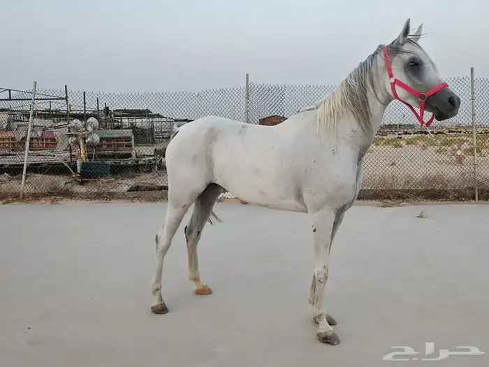 فرس شعبيه 3