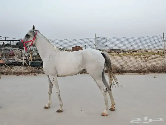 فرس شعبيه 0