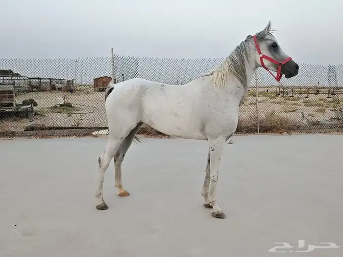 فرس شعبيه 1