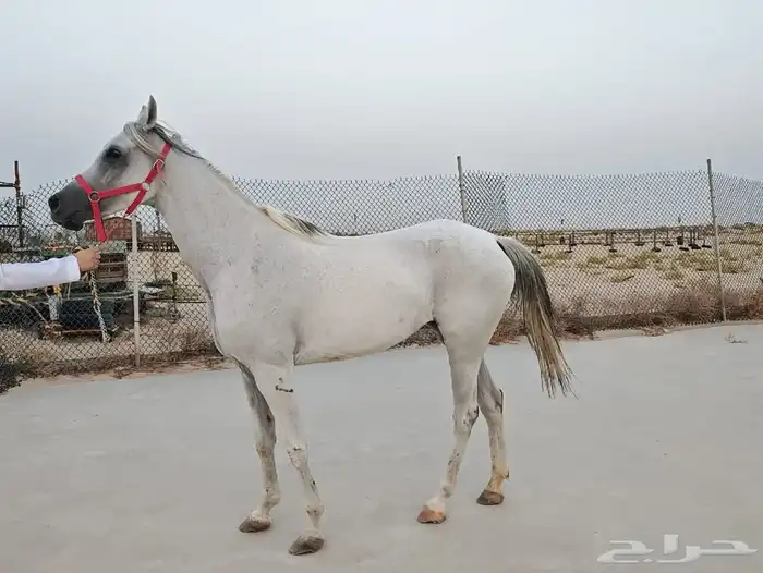 فرس شعبيه 2