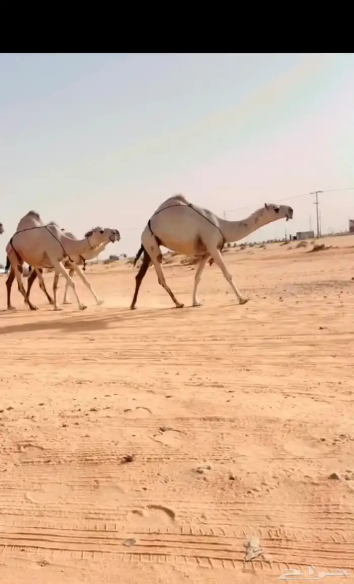 البل الكفوو 2