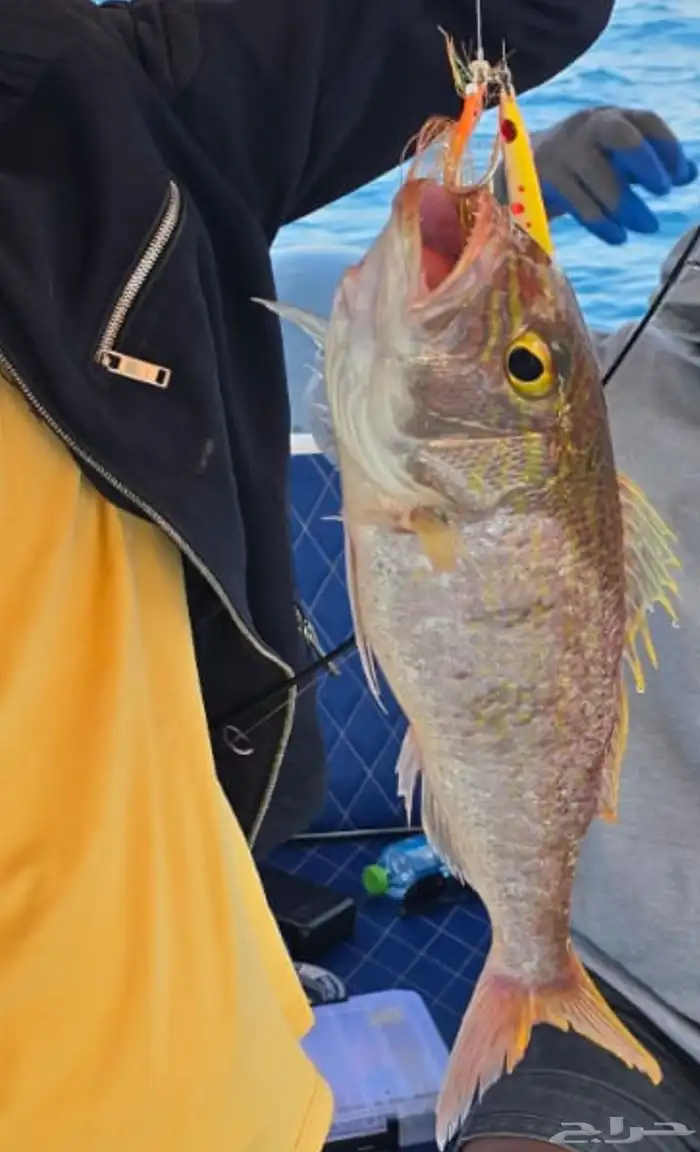 رحلة صيد جيقينق السبت 13 سبتمبر 10 ساعات 0