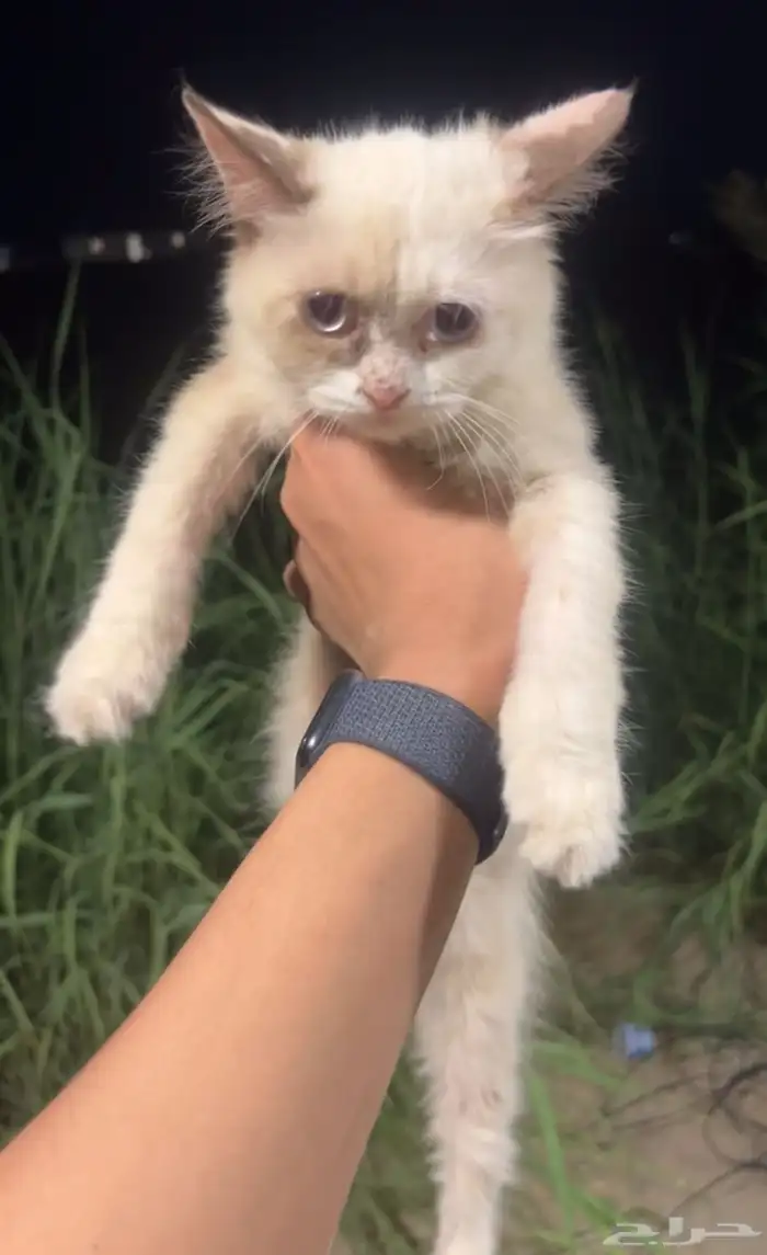 قطة لونها كريمي مائل للأبيض النوع سيامي ميكس 1