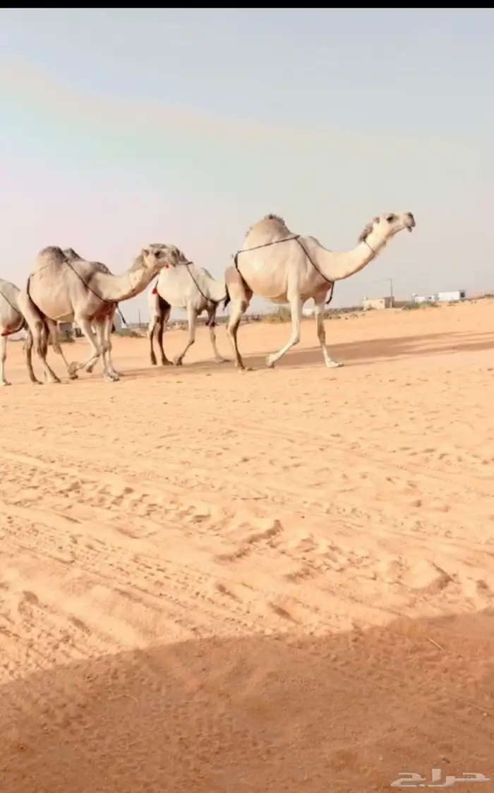 البل الكفوو 0