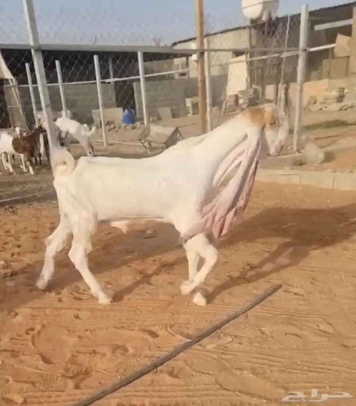 تيس فحل هولندي حجازي مطور 0