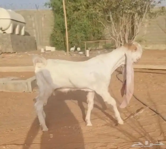 تيس فحل هولندي حجازي مطور 1