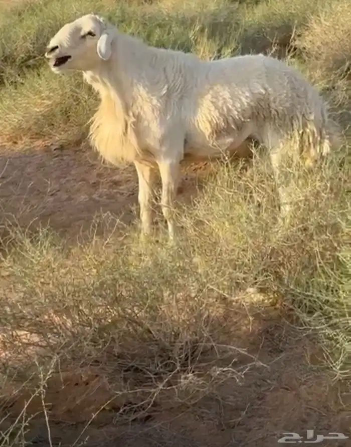فحل نعيمي تام 0