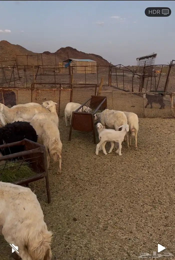 للبيع غنم ولد طيبه تممم البييع 2