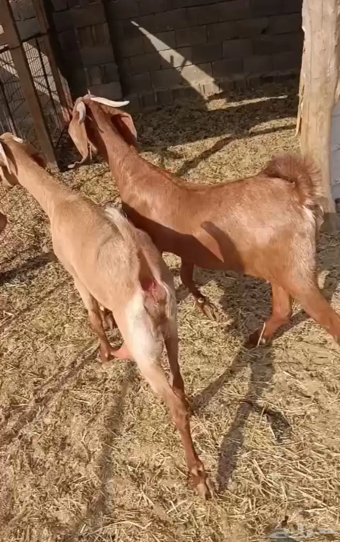 معزا مضاريع 2