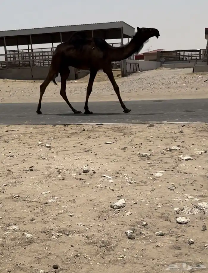 للبيع قعود الكفووو مفرود 0