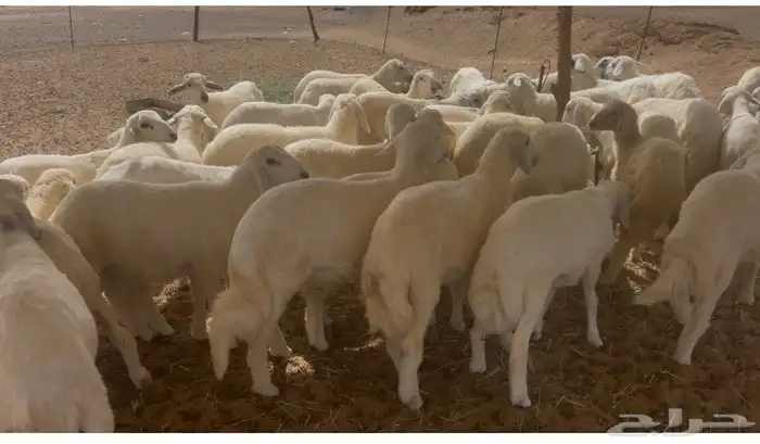 طليان ورخال ذبايح وتربية 0