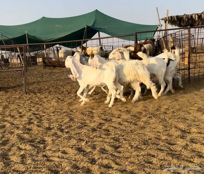 جفرات مطورات نظيفه 1