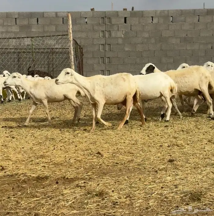 ضان رفيديات خصم دفيع ومواليد مراح ثنية وجدعة ورباع 0