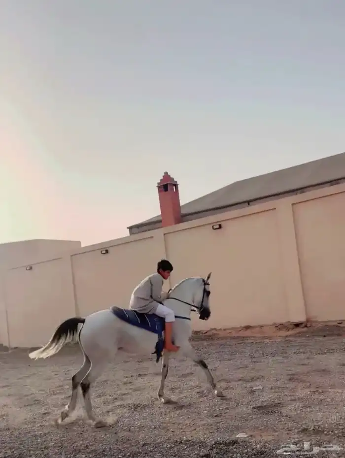 فرس شعبيه 1