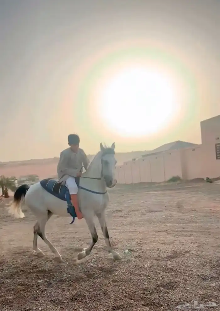 فرس شعبيه 0