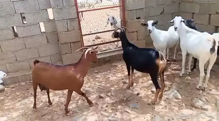 ماعز 2