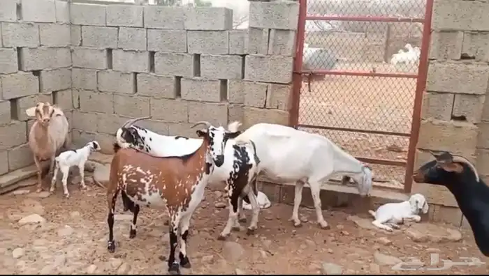 ماعز 1