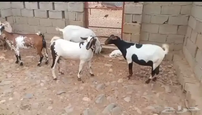 ماعز 0