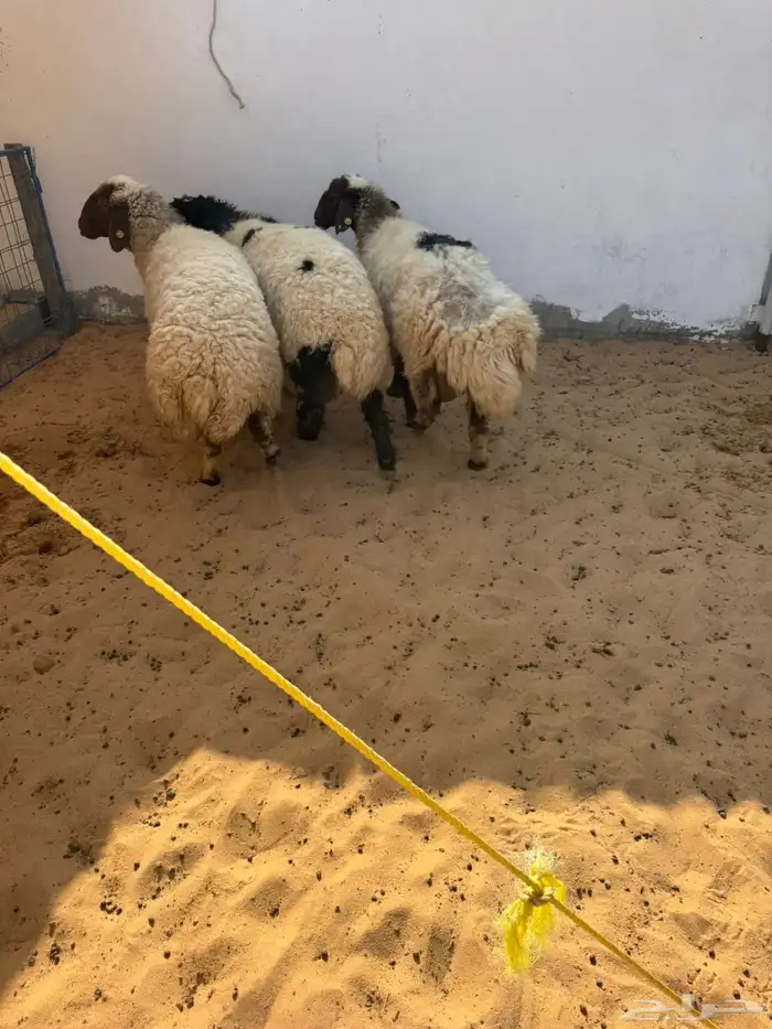 شياه حيل فل شحم 5