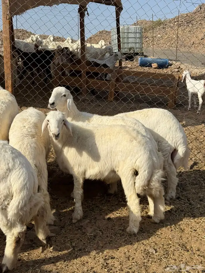 طليان حريه فواخر 1