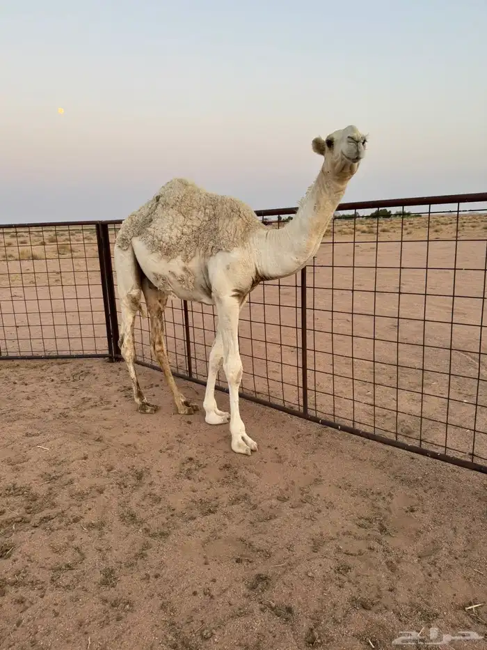 قعود عمره سنه وأربع شهور 0