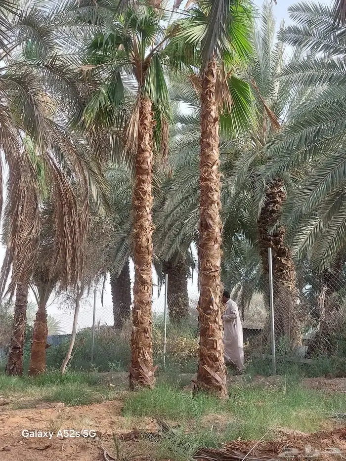 واشنطني امريكي جميع المقاصات 1