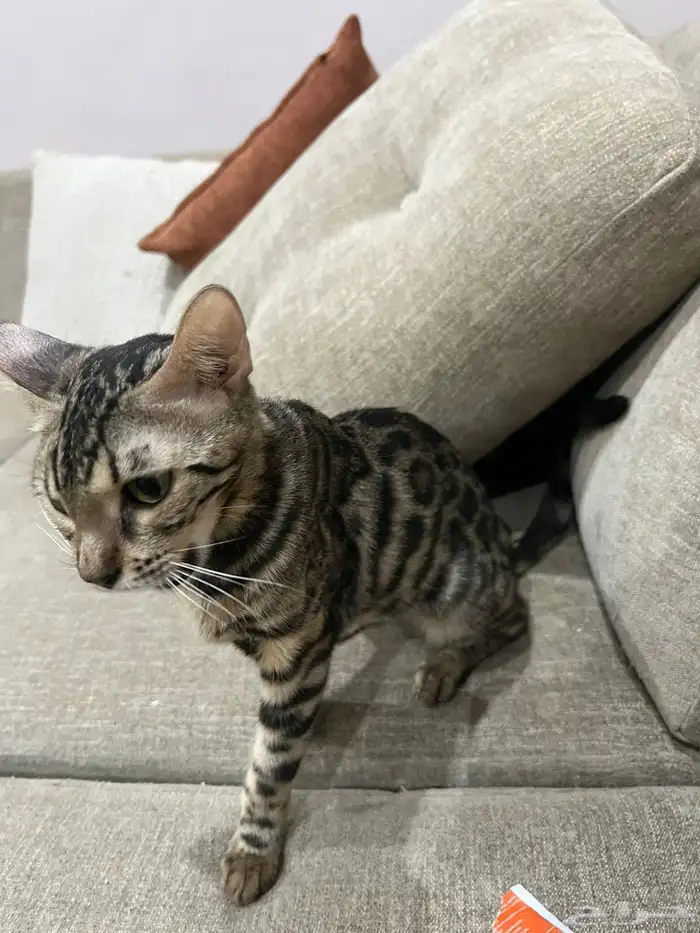 قط البنغال 4