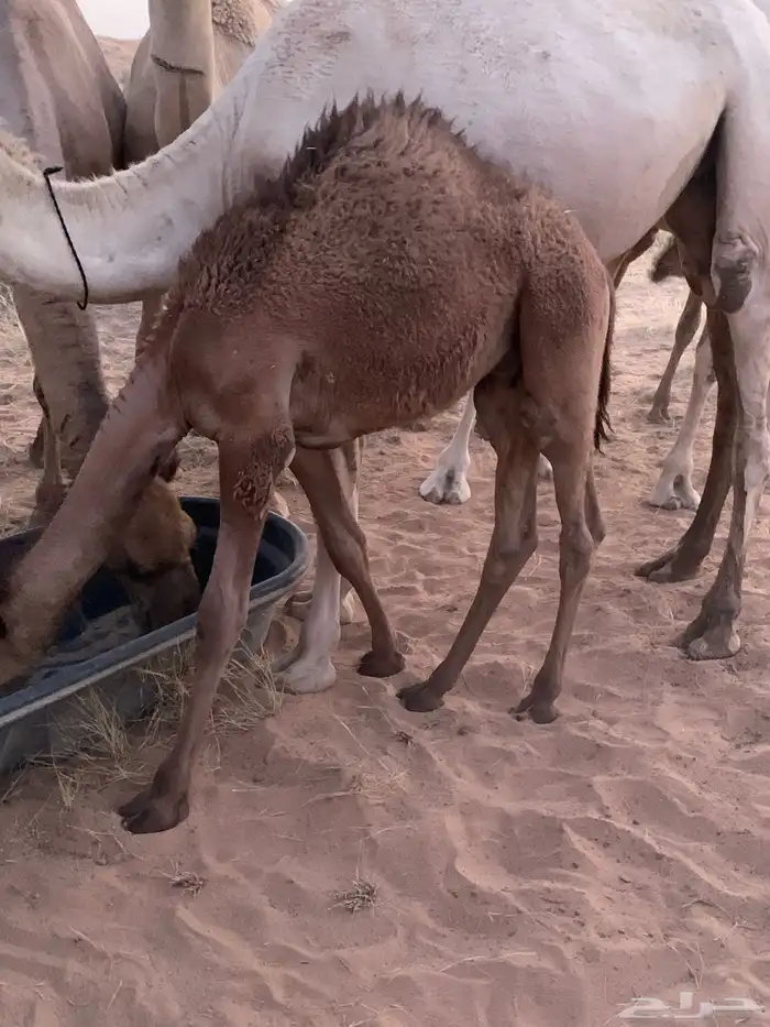 للبيع قعدان قصب 0