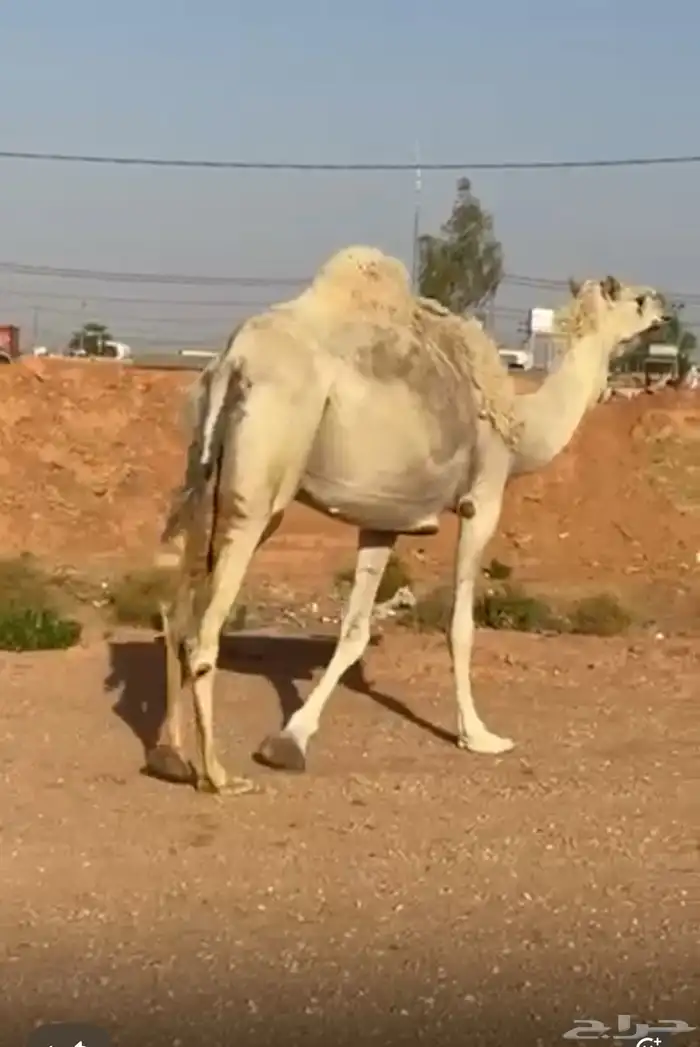 عشراء مبيوع ولدها وضحى 2