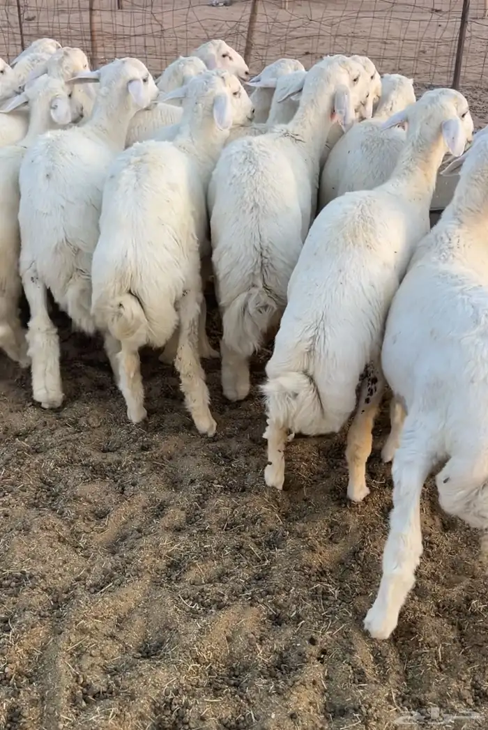 للبيع بهم حري فاخر جدا 2