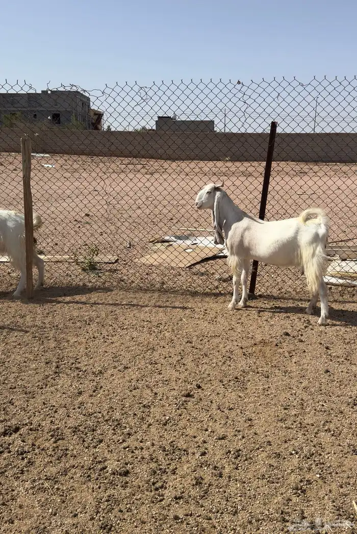 معزا مصريات مشاريك نوادر 5
