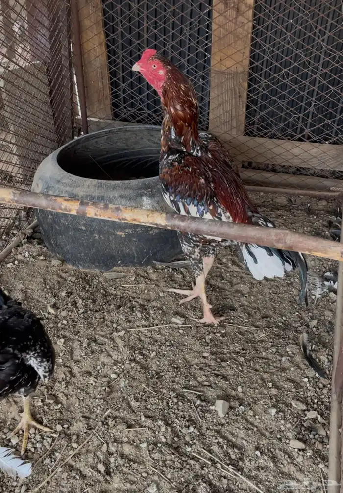 فروخ دجاج سندي 0