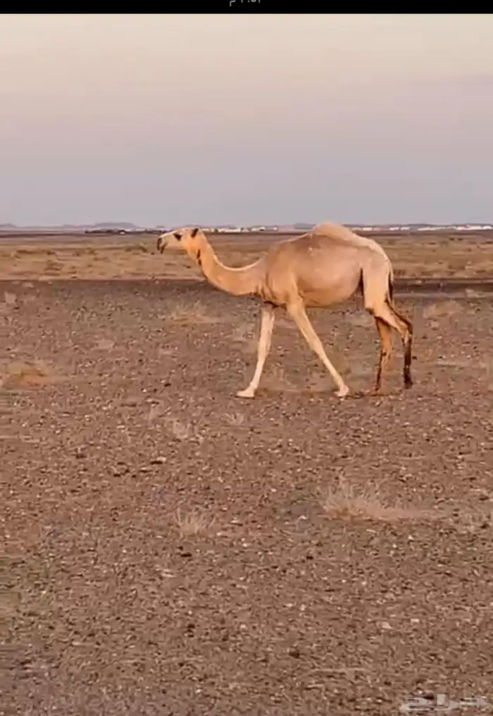 عفيف المعتاديه 3