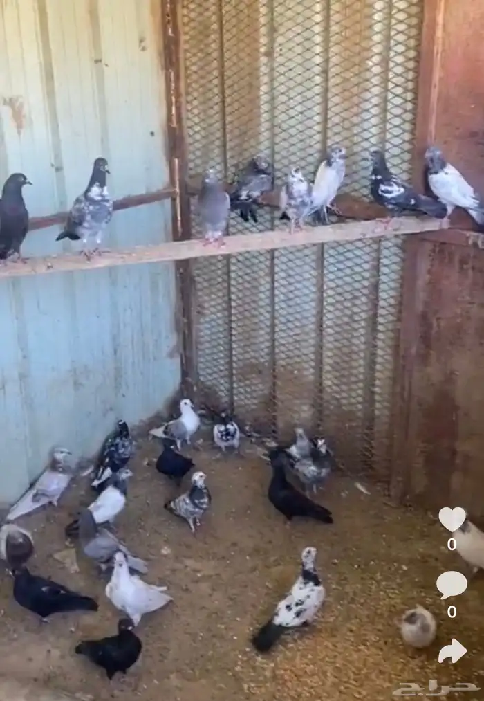 عشة حمام بلدي وباكستاني وقطايف 0