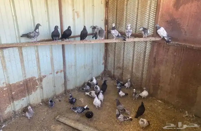 عشة حمام بلدي وباكستاني وقطايف 3