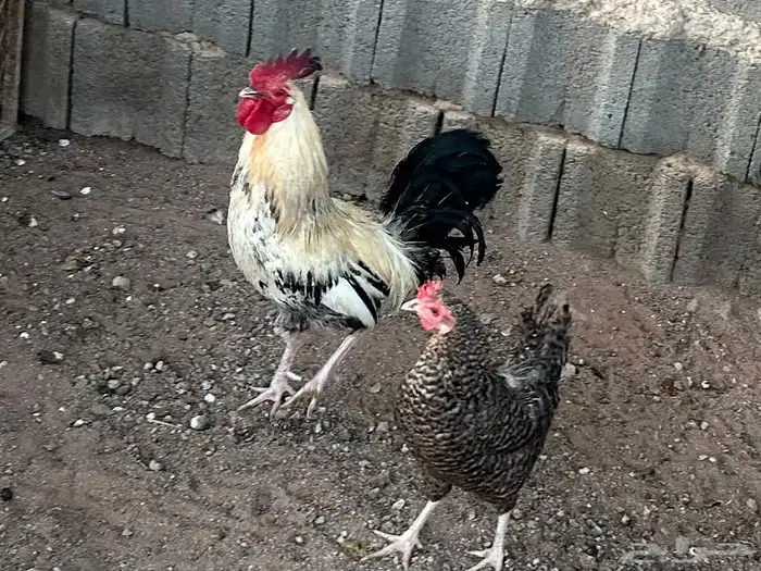 دجاج بلدي 0