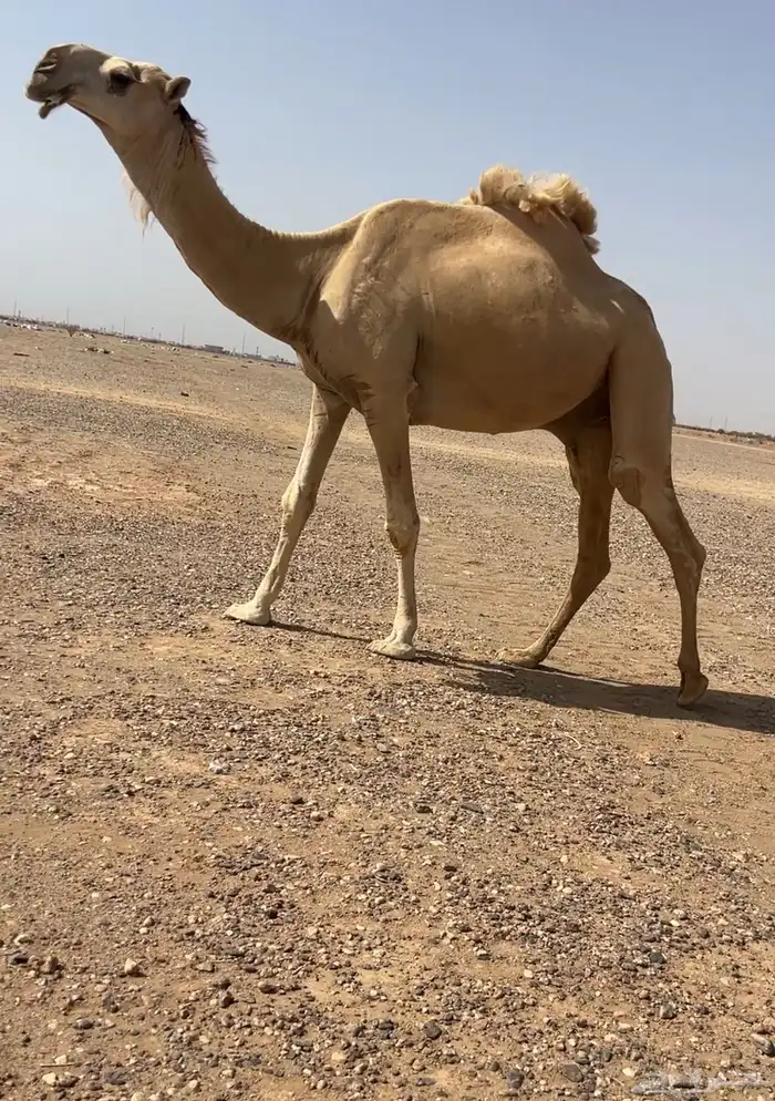 للبيع فحل طيب 0