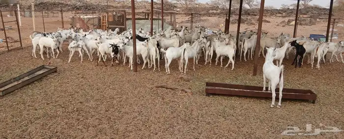 تيوس مخاصي العدد 89جذعان 0