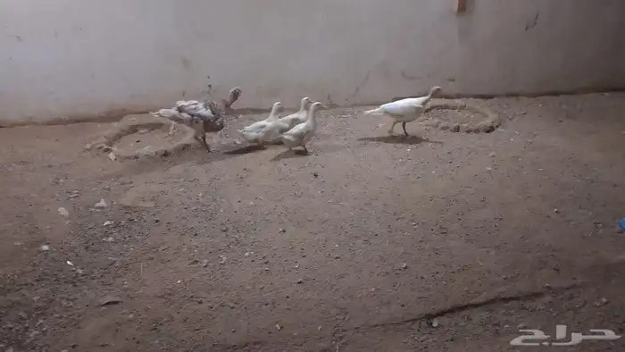 زوج رومي منتج وطقم بط للبيع 0