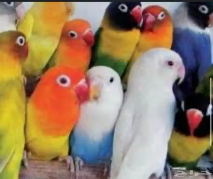 فندقه طيور مريحه وآمنه 0