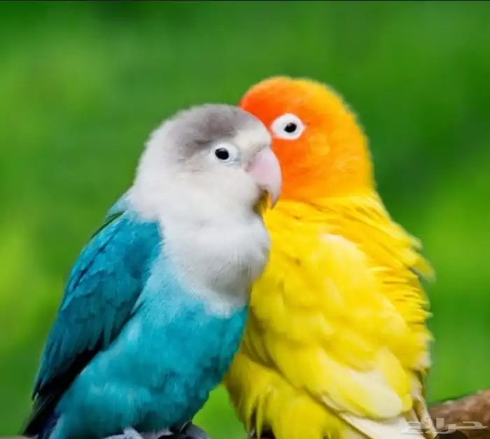 فندقه طيور مريحه وآمنه 1