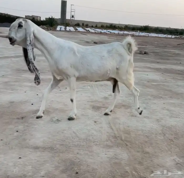 تم البيع 1