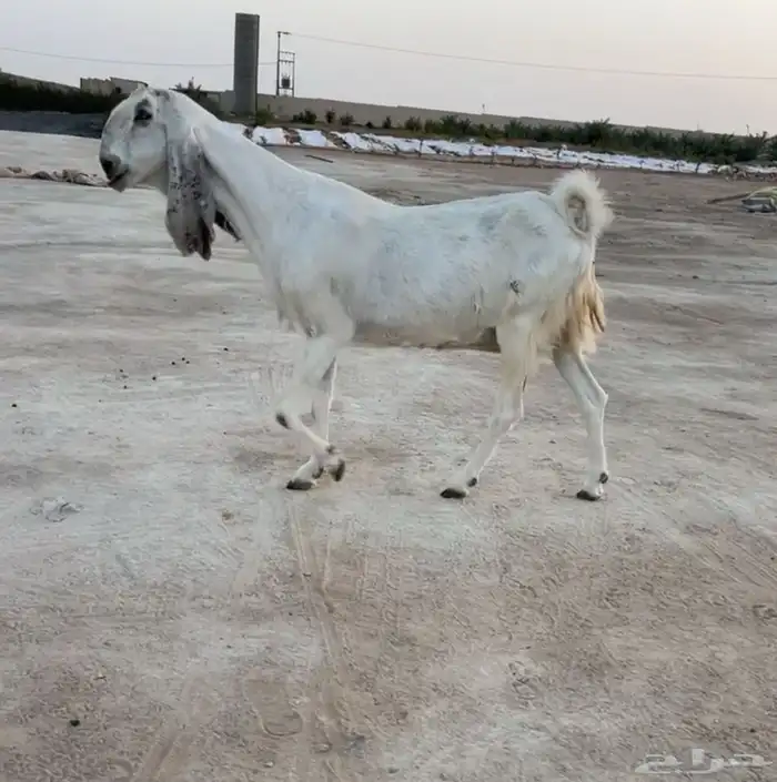 تم البيع 2