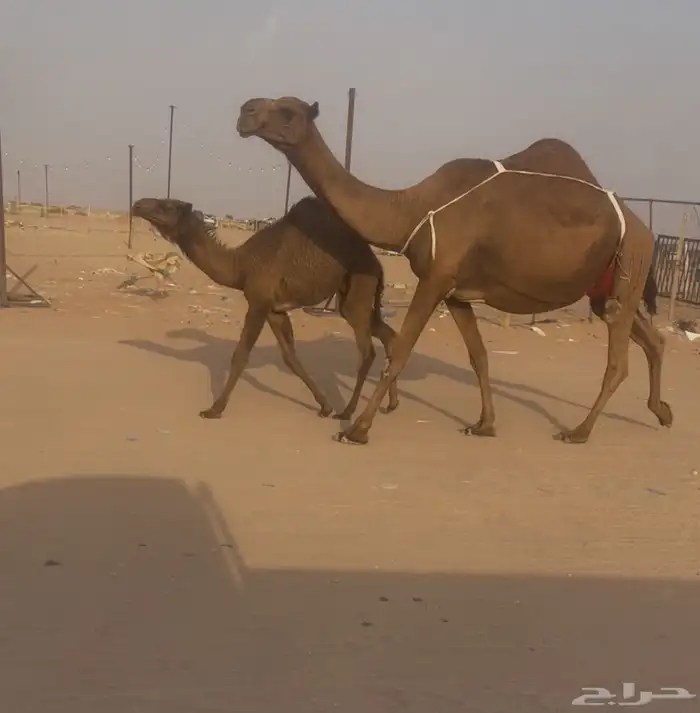 خلفه كفو تحتها قعود هديه ماتحرك شرط 2