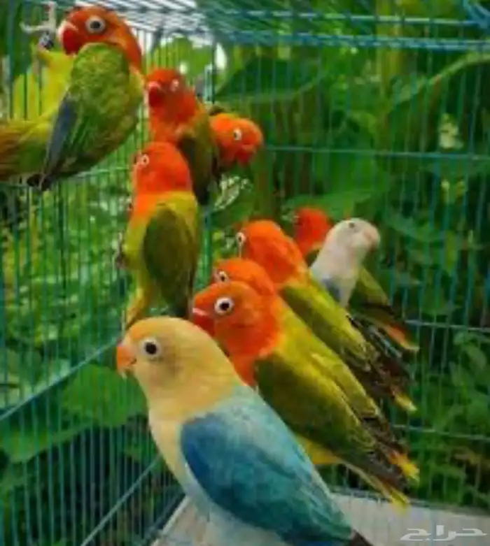 فندقه طيور مريحه وآمنه 2