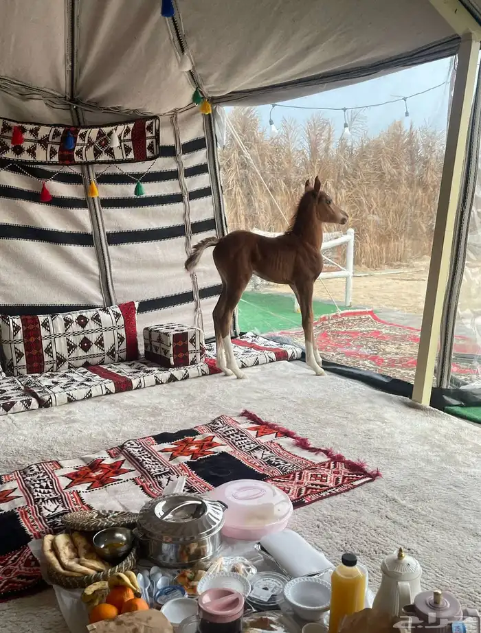 مربط مدهال للخيل العربيه 1
