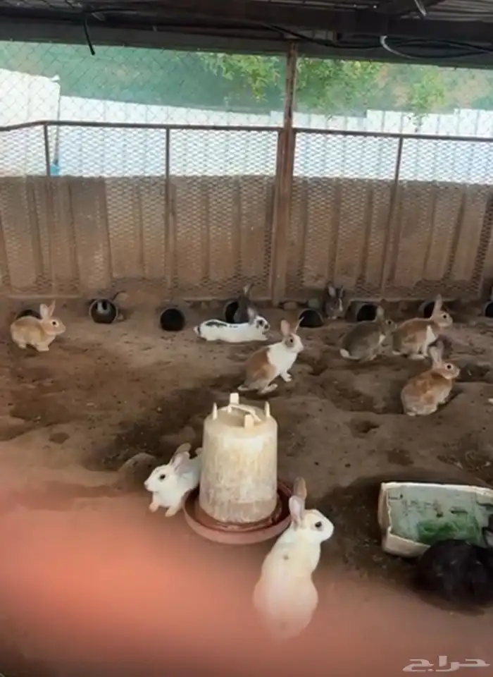 أرانب   مخلطه وبلدي 3