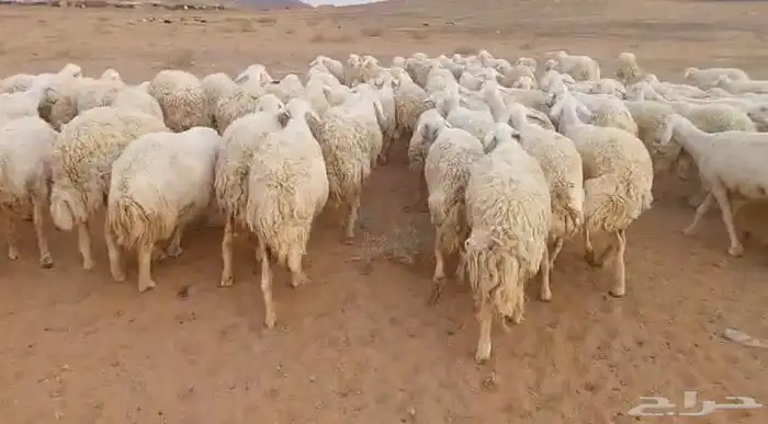 غنم حريات حرش دفيع ومواليد للبيع 0