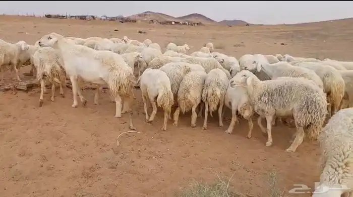 غنم حريات حرش دفيع ومواليد للبيع 2