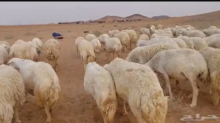 غنم حريات حرش دفيع ومواليد للبيع 5